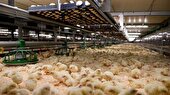 بیش از ۲میلیون قطعه‌ جوجه ریزی در مرغداری های همدان