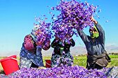 پیش بینی برداشت ۷۰ تن زعفران خشک در سال جاری