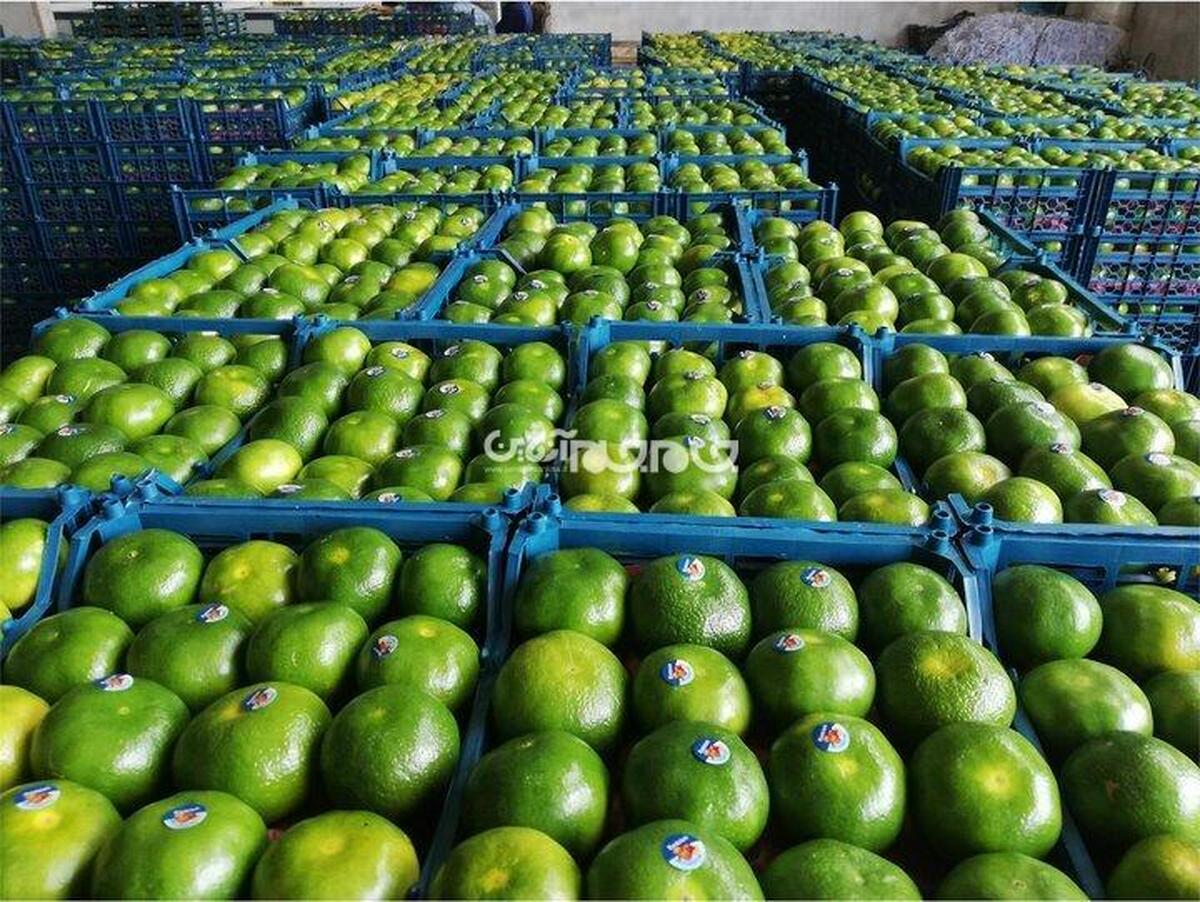 رشد چشم‌گیر صادرات مرکبات و محصولات باغی در مازندران