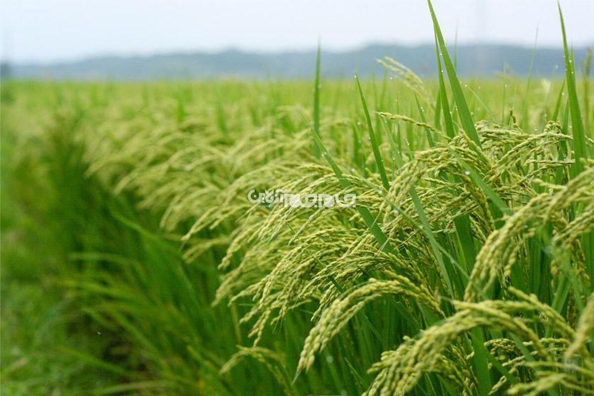 ۹۱۶ هزار تن برنج سفید در مازندران تولید شد