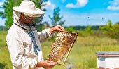 زنبورداران آذربایجان شرقی کندوها را به مناطق امن منتقل کنند
