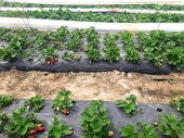 تولید 3000 تن توت فرنگی در جویبار