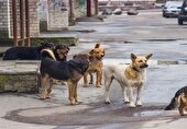 زنده‌گیری روزانه تا ۱۰ قلاده سگ در شهر یزد