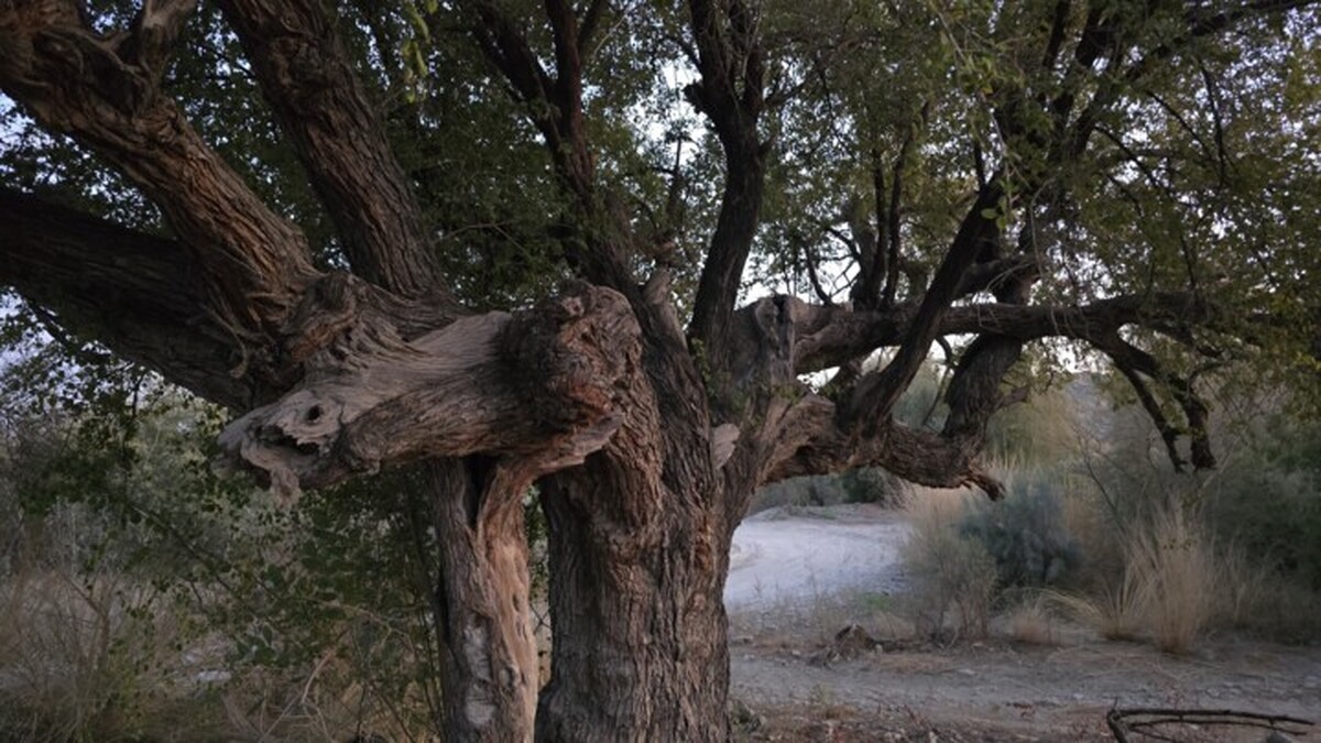 روستای کشیک در بالادست سد خیرآباد و همجوار رودخانه کشیک و روستای هیتک واقع شده و زمین‌های کشاورزی، نخلستان، آثار تاریخی، باستانی و مناطق گردشگری فراوانی دارد که می‌تواند میزبان خوبی برای گردشگران داخلی و خارجی محسوب شود. وجود درخت کنار ۲۰۰ ساله کُنار در محدود باستانی و تاریخی گورستان چهار هزار و ۷۰۰ ساله یکی از جا‌های دیدنی و جذاب این روستاست.