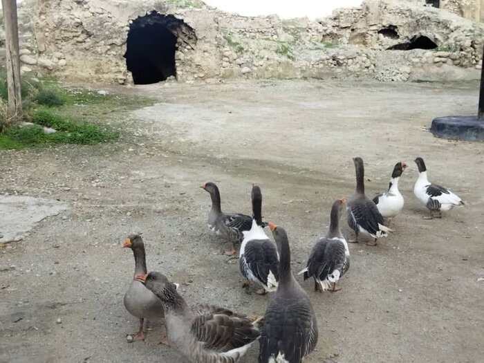 جلوهگری بهار در روستای باستانی دیل جلوهگری بهار در روستای باستانی دیل