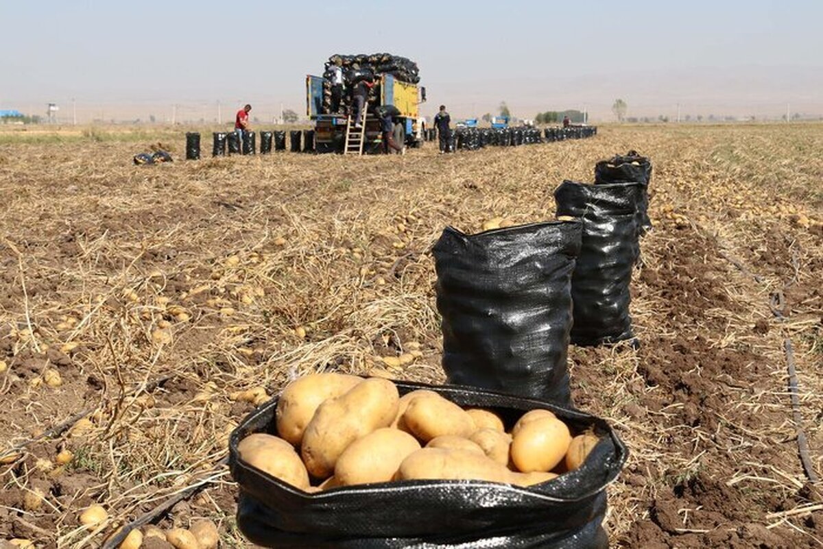 غفورآقایی،معاون بهبود تولیدات گیاهی سازمان جهاد کشاورزی استان اردبیل اعلام کرد: ۲۱۰ هزار تن سیب زمینی مازاد بر نیاز مصرفی استان اردبیل آماده عرضه به بازار‌های داخلی جهت تعدیل قیمت این محصول است.