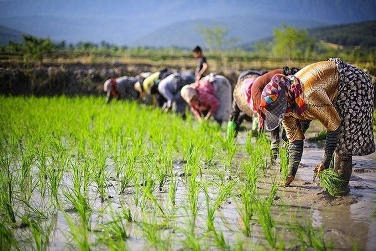 بازار برنج یکی از بازارهایی است که در سال جاری با نوسانات زیادی روبه‌رو شده است به طوری که شاهد آن هستیم که متوسط قیمت هر کیلو برنج ایرانی به ۱۶۰ تا ۲۰۰ هزار تومان رسیده و همین امر نارضایتی زیادی را در بین مردم ایجاد کرده است.