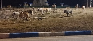 سگ‌های ولگرد حاکم بلامنازع خیابان‌های سی‌سخت