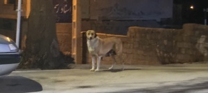 سگ‌های ولگرد حاکم بلامنازع خیابان‌های سی‌سخت