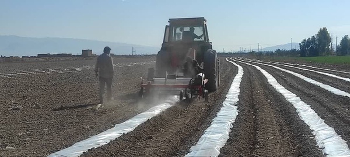 آغاز کشت هندوانه آجیلی