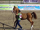 شوش میزبان مسابقات ملی زیبایی اسب اصیل عرب شد