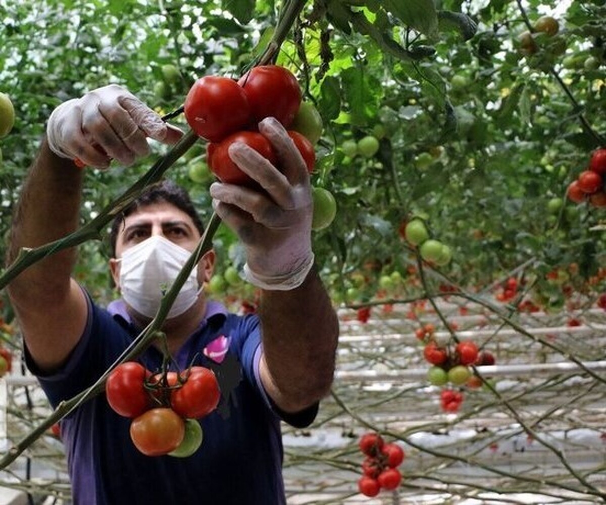 معاون آموزش مرکز تحقیقات و آموزش کشاورزی و منابع طبیعی قم گفت، نسل جدیدی از جوانان این استان با فراگیری مهارت‌های لازم و بهره‌گیری از روش‌های نوین علمی، برای تامین امنیت غذایی مردم به میدان تولید محصولات کشاورزی وارد شدند.