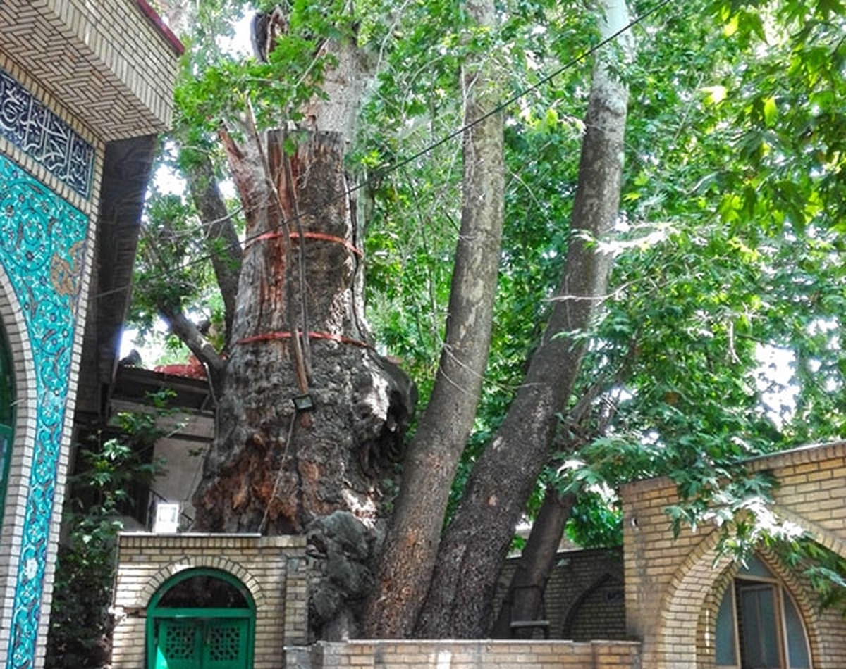 چنار تاریخی روستای برغان دچار آتش‌سوزی شد. این چنار در سال ۹۴ در فهرست میراث ملی طبیعی کشور به ثبت رسید.