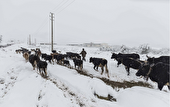 هشدار دامپزشکی برای یخبندان مازندران