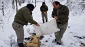 آماده‌باش زمستانی محیط‌بانان مازندران