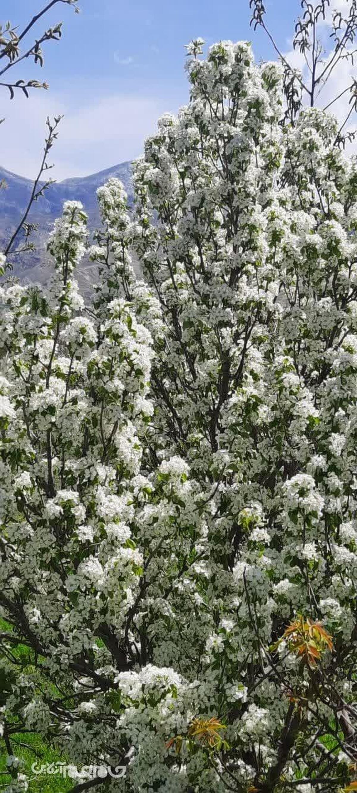 روستاهای تحت پوشش ترسیب کربن در بخش چشمه ساران با شکوفه های گیلاس طبیعت بهاری به خود گرفتند