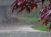 خسارت ۲ هزار و ۲۰۰ میلیارد ریالی به زیربخشهای کشاورزی خسارت ۲ هزار و ۲۰۰ میلیارد ریالی به زیربخشهای کشاورزی