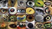 ببینید | چشم ما و حیوانات