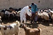 ۸۰۰ هزار راس گوسفند بر علیه بیماری‌های مختلف در رزن واکسینه می‌شوند
