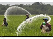 توزیع 262 تن کود کشاورزی در سوادکوه شمالی