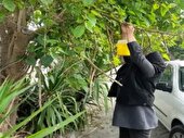 ردیابی مگس میوه در 1300 هکتار باغ آمل