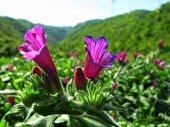 صادرات یک تن گل گاوزبان از ساری به چین