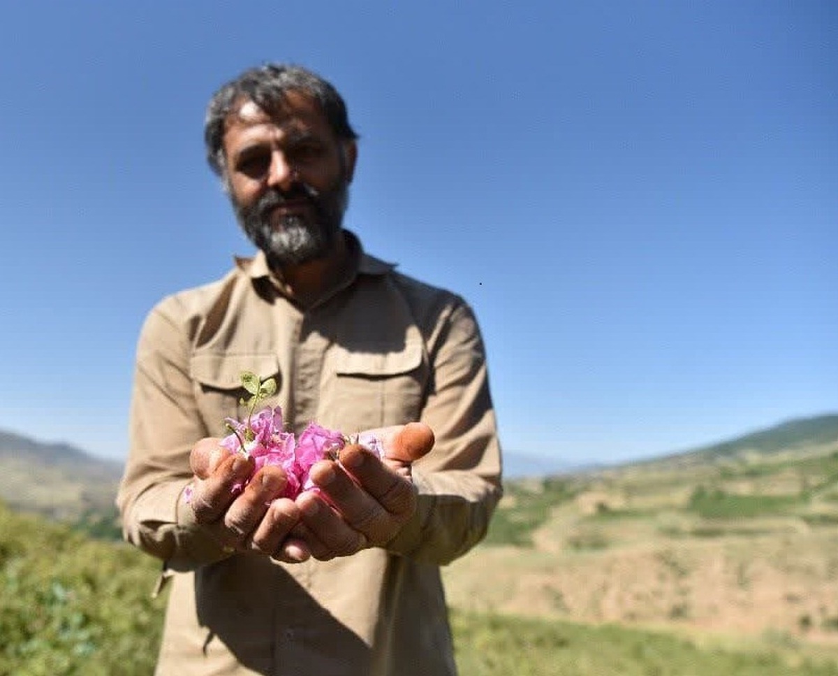 به گزارش روابط عمومی منابع طبیعی برداشت گل محمدی از گلستانهای روستای وامنان در سطح 25 هکتار آغاز شد.