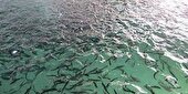 رهاسازی ۸ میلیون قطعه بچه ماهی در منابع آبی داخلی خوزستان