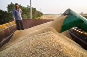 میزان خرید گندم در استان اردبیل به ۹۱ هزار تن رسید