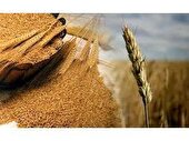 خرید 6200 تن گندم از کشاورزان نکایی
