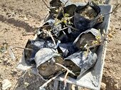 کشت درخت کنار هندی برای اولین بار در ماهشهر
