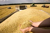 پیش بینی برداشت بیش از ۵۰۰ هزار تُن گندم در استان اردبیل