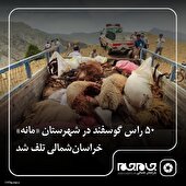 ۵۰ راس گوسفند در شهرستان «مانه» خراسان‌شمالی تلف شد