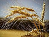 پیش‌بینی تولید 25 هزار تن گندم در گلوگاه