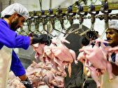 تولید روزانه ۸۰۰ تن گوشت مرغ در “گلستان”