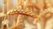 پیش بینی خرید ۵ هزار تن گندم مازاد بر مصرف کشاورزان یزدی توسط دولت