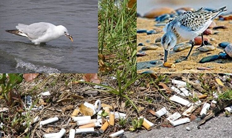 سرطان دود نکنید | فیلتر سیگار قاتل محیط‌زیست