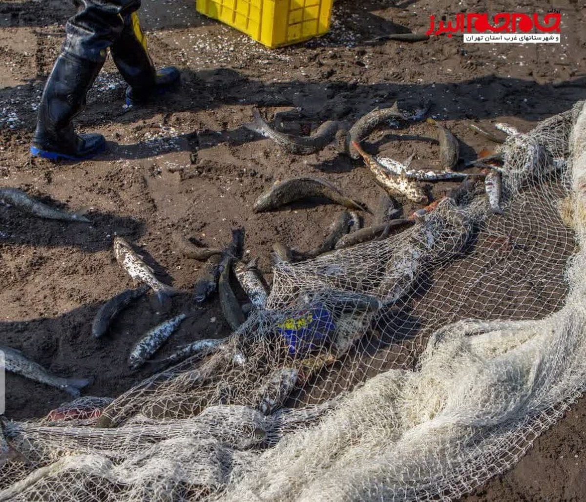دستگیری صیاد ماهی خال قرمز در منطقه حفاظت شده البرز جنوبی