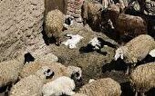 هشدار دامپزشکی خوزستان در خصوص مسمومیت دام با کود کشاورزی