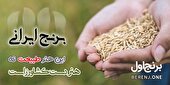 شرایط خرید برنج عمده از کارخانه برنج اول