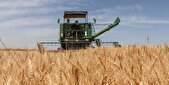 پیش‌بینی خرید تضمینی ۵ هزار تن گندم در استان یزد