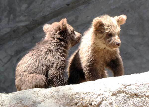 زادآوری گوزن زرد ایرانی در ارم سبز زادآوری گوزن زرد ایرانی در ارم سبز
