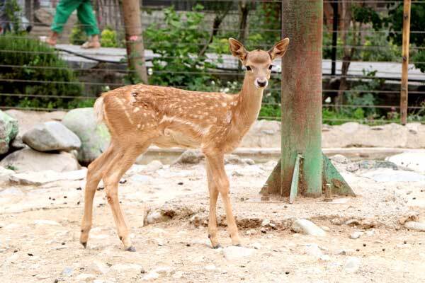 زادآوری گوزن زرد ایرانی در ارم سبز زادآوری گوزن زرد ایرانی در ارم سبز