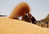 خرید ۵۵ هزار تن گندم در استان همدان