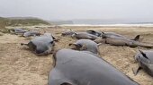 ببینید | تلف شدن ده‌ها نهنگ در سواحل اسکاتلند