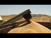 خرید بیش از ۲۲۱ هزار تن گندم در استان اردبیل