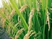 اولین برداشت برنج در شالیزارهای ساری