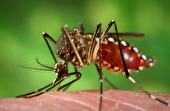 علوم پزشکی اردبیل: مردم با مشاهده تغییر الگوی گزش پشه‌ها اطلاع‌رسانی کنند
