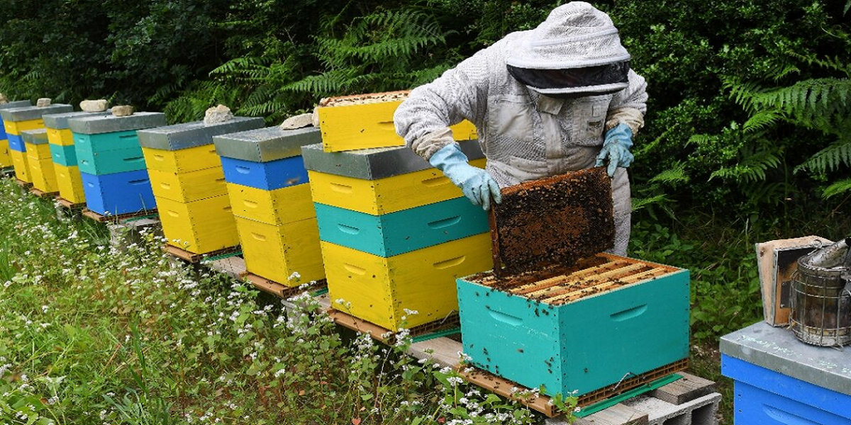 کار برداشت عسل از ۲۳ هزار و ۸۱۱ کندوی زنبور عسل در ساوجبلاغ آغاز شد.