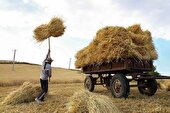 رکورد خرید گندم در سیستان و بلوچستان به مرز ۶۳هزار تن رسید